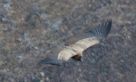 917-Cruz del condor,15 luglio 2013.JPG